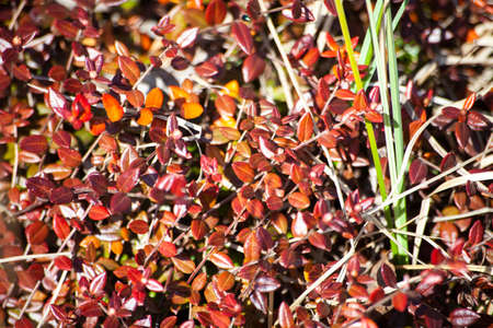The texture of the swamp plants. Small red leaves. The natural environment. A layer of plants grown in spring.の写真素材
