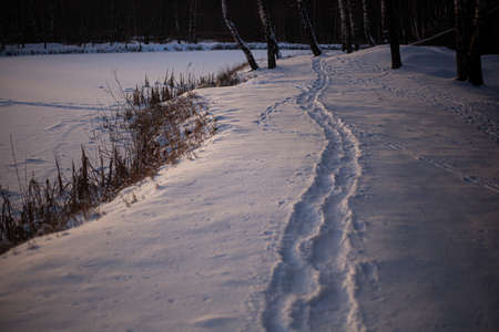 Footpath in the snow. A path in the forest along a frozen forest. Sunset colors in violet shades.の写真素材