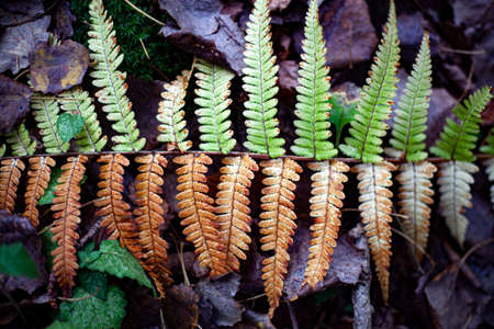 Fern in the forest. The natural color of the plant. Beautiful semetric leaf growth. Natural background.の写真素材