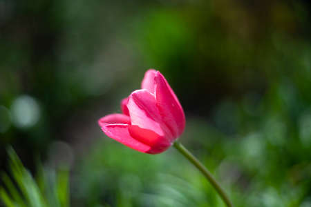 Red flower in the garden. Beauty of nature. Floral background.の写真素材