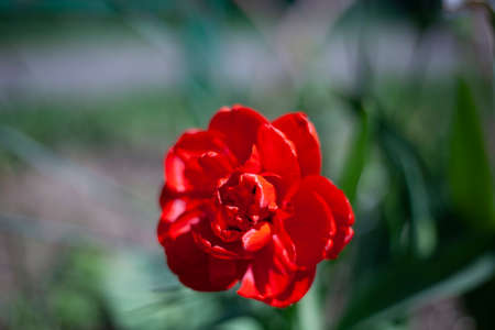 Red flower in the garden. Beauty of nature. Floral background.の写真素材