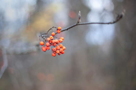 Mountain ash on a branch. Orange fruits on the bush. Natural background. The berry that a bird loves to eat in winter. Useful plant.の写真素材