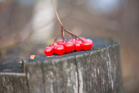 Red berry lies on a stump. Autumn colors in nature. Berry with a high content of vitamins. Sprig...