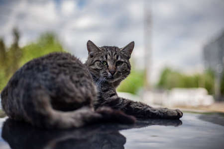 Cat on the roof of the car. The cat basks in the sun. Homeless animal.の写真素材