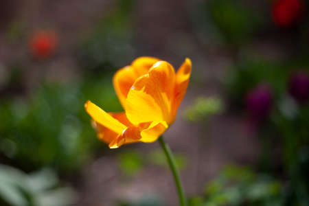 Flower in the garden. Beautiful plant in the garden. Natural bright background.の写真素材