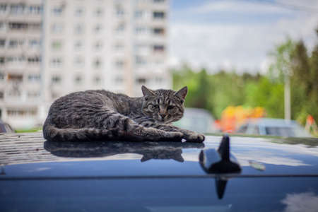 Cat on the roof of the car. The cat basks in the sun. Homeless animal.の写真素材