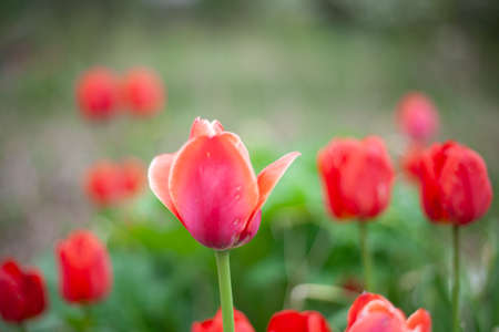 Tulips in the garden. Red flowers. Natural background. Beauty of nature. Flowering plants.の写真素材