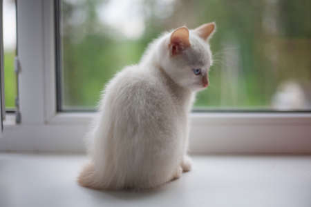 White kitten no window. A pet explores the world. Cute kitty at home.の写真素材
