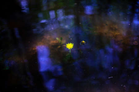 Yellow flower on a blue water background. Simplicity in nature. Beautiful background. Dandelion grows in the summer.の写真素材