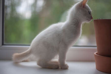 White kitten no window. A pet explores the world. Cute kitty at home.の写真素材