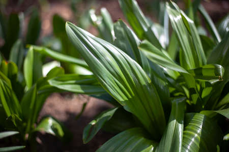 Leaf of a plant. Background from green sheets. Beauty of nature.の写真素材