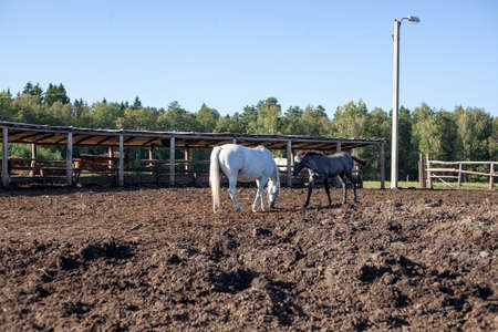 Horses on the farm. Horses walk in the paddock. Horse and foal. Livestock farming in the country. Breeding pets.の写真素材