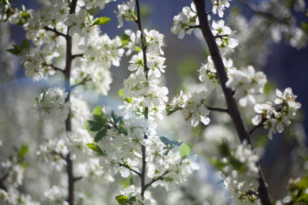 Flowers of the apple tree. White flowers on the branches. Natural background. Plants in the spring. Beauty of nature.の写真素材