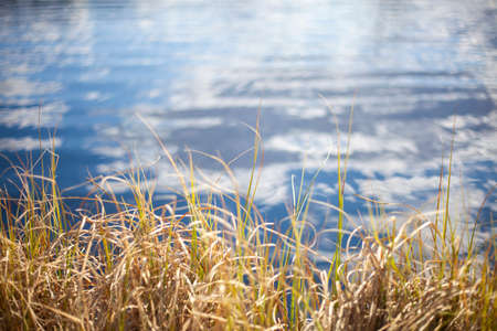 Plants on the banks of a swampy lake. Summer background. The beauty of water in nature. Dry herbs.の写真素材