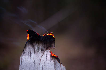 Birch bark burns. Set fire to the forest. White bark smolders from the fire. Start a campfire. Fuel for heating.の写真素材