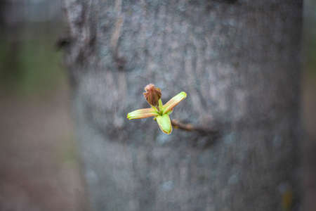 Sprout of a tree branch. Natural object. The plant strive for life. Beauty of nature. Open aperture when shooting a plant.の写真素材
