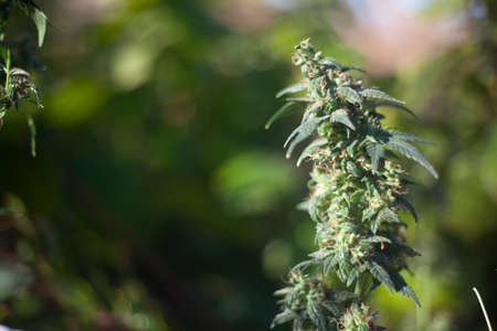 Marijuana in nature. Blooming female cannabis plant. A plant containing an intoxicating substance.の写真素材