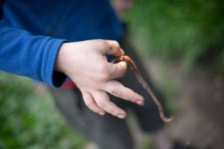 The child is holding a worm. Long worm in the boy's hand. Preparing for fishing. Interest in wildlife. Childish curiosity.の写真素材