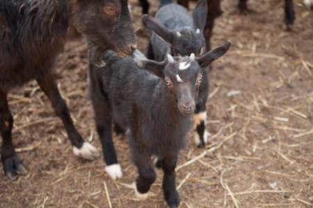 Goats on a farm in the afternoon. Farm outside the city. Goats in a pen for animals. Goat hair and milk are used to create products. Domesticated cattle. Breeding small livestock in the village.の写真素材