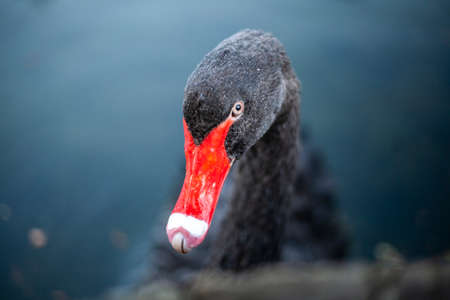 Close-up shot of a black swan. Portrait of a graceful bird. Black feathers and red beak. Swan in a city park. Minimalistic animal shot. The look of a swan. Deep blue and black with red.の写真素材