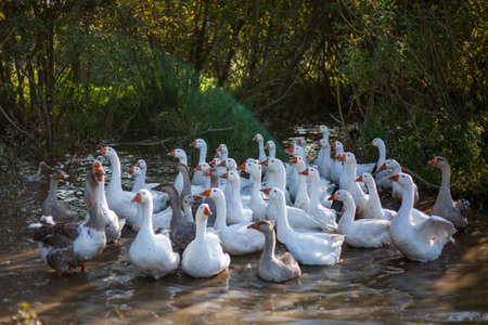 White geese on the farm. Geese in the village walk on the street. The farm. Occupation by a small business. Breeding poultry for meat. Sunny day for the birds. Livestock farming in practice.の写真素材