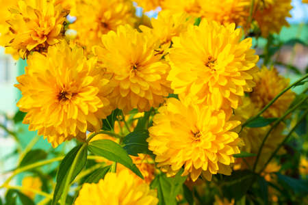 Yellow flowers. Bright flowers in the garden Wildflowers with a yellow color. Beautiful background of real flowers. Natural object. The natural beauty of the plant.の写真素材