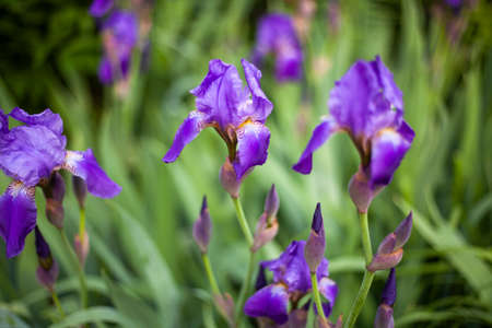 Violet flowers. Bright flowers in the garden. Wildflowers with purple and violet. Beautiful background of real flowers. Natural object. The natural beauty of the plant.の写真素材