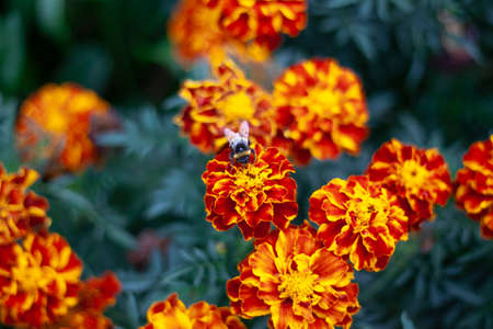 Orange flowers. Bright flowers in the garden Wildflowers with a orange color. Beautiful background of real flowers. Natural object. The natural beauty of the plant.の写真素材