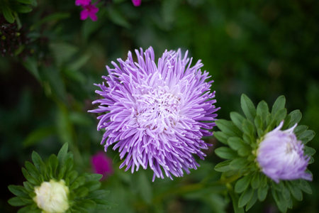 Violet flowers. Bright flowers in the garden. Wildflowers with purple and violet. Beautiful...