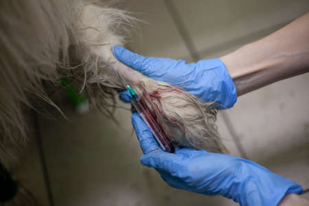 Veterinarian takes blood from a dog. A needle sticks into a pet's paw. Dog treatment. A doctor in a veterinary clinic conducts a medical procedure with an animal.の写真素材