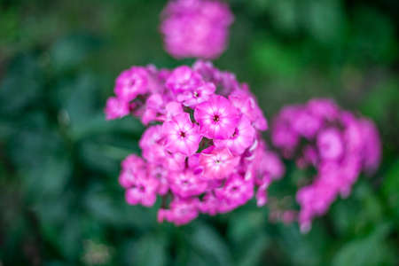 Violet flowers. Bright flowers in the garden. Wildflowers with purple and violet. Beautiful background of real flowers. Natural object. The natural beauty of the plant.の写真素材