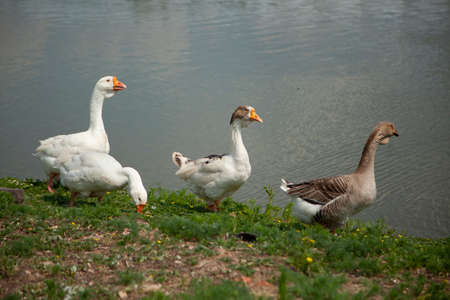 White geese on the farm. Geese in the village walk on the street. The farm. Occupation by a small business. Breeding poultry for meat. Sunny day for the birds. Livestock farming in practice.の写真素材