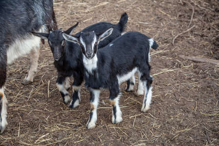 Goats on a farm in the afternoon. Farm outside the city. Goats in a pen for animals. Goat hair and milk are used to create products. Domesticated cattle. Breeding small livestock in the village.の写真素材