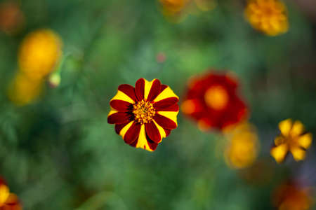 Orange flowers. Bright flowers in the garden Wildflowers with a orange color. Beautiful background of real flowers. Natural object. The natural beauty of the plant.の写真素材