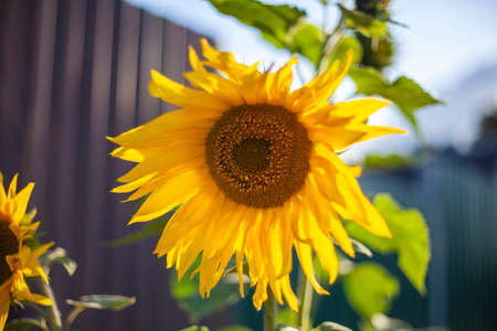 Yellow flowers. Bright flowers in the garden Wildflowers with a yellow color. Beautiful background of real flowers. Natural object. The natural beauty of the plant.の写真素材