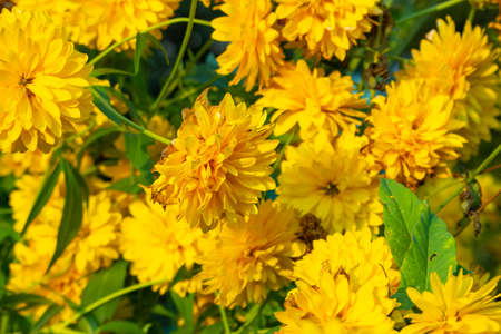 Yellow flowers. Bright flowers in the garden Wildflowers with a yellow color. Beautiful background of real flowers. Natural object. The natural beauty of the plant.の写真素材