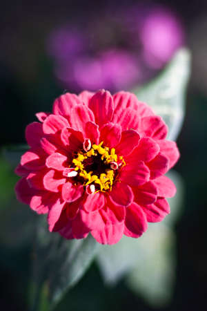 Beautiful flower in the garden. Natural background of flowers. The beauty of summer field plants. Bright colors of nature.の写真素材