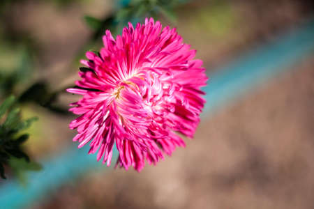 Beautiful flower in the garden. Natural background of flowers. The beauty of summer field plants. Bright colors of nature.の写真素材