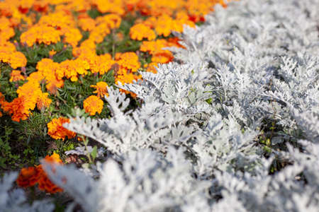 Flowers in the garden. Beautiful background with flowers growing in nature. Bright colors in the sunlight. The natural flora.の写真素材