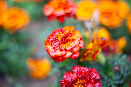 Orange flowers. Bright flowers in the garden Wildflowers with a orange color. Beautiful background of real flowers. Natural object. The natural beauty of the plant.の写真素材