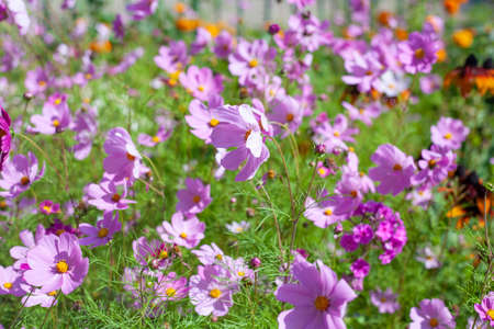 Flowers in the garden. Beautiful background with flowers growing in nature. Bright colors in the sunlight. The natural flora.の写真素材