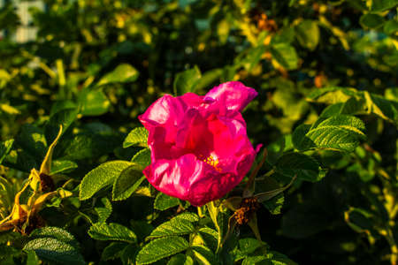 Beautiful flower in the garden. Natural background of flowers. The beauty of summer field plants. Bright colors of nature.の写真素材
