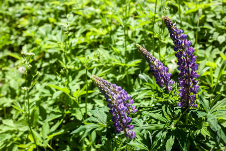 Violet flowers. Bright flowers in the garden. Wildflowers with purple and violet. Beautiful background of real flowers. Natural object. The natural beauty of the plant.の写真素材