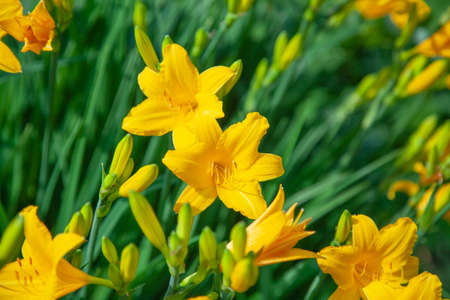 Flowers in the garden. Beautiful background with flowers growing in nature. Bright colors in the sunlight. The natural flora.の写真素材