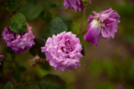 Rose bushes in the garden. The flower Bud. Natural background with flowers.の写真素材