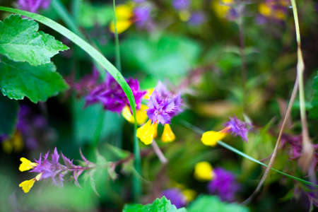 Flowers in nature. Summer garden with flowers. Natural background of sunlit garden flowers.の写真素材