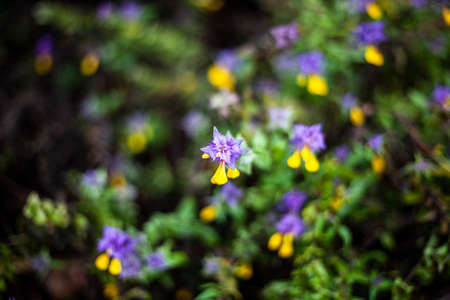 Flowers in the garden. Beautiful background with flowers growing in nature. Bright colors in the sunlight. The natural flora.の写真素材