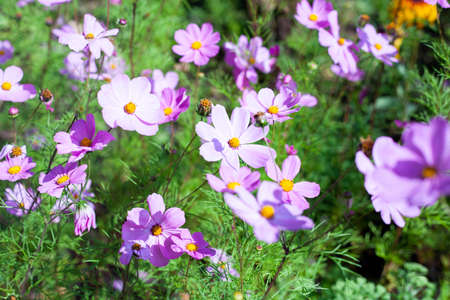 Flowers in the garden. Beautiful background with flowers growing in nature. Bright colors in the sunlight. The natural flora.の写真素材