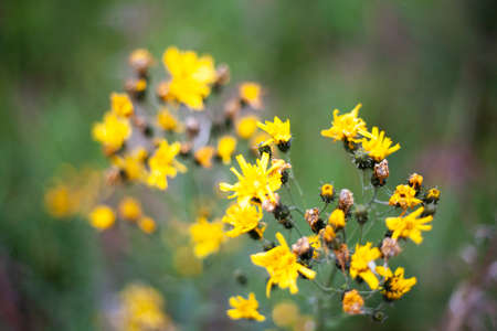 Flowers in nature. Summer garden with flowers. Natural background of sunlit garden flowers.の写真素材