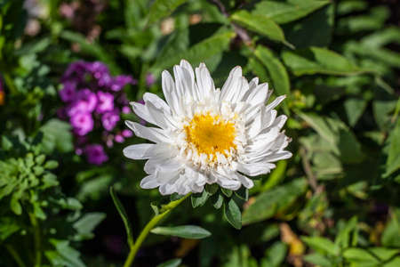 Flowers in nature. Summer garden with flowers. Natural background of sunlit garden flowers.の写真素材